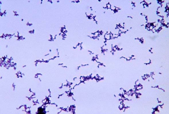 Cutibacterium acnes, una de las 31 especies del 'microbioma urbano central'.. Foto Bobby Strong/CDC.