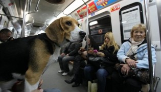 Ahora las mascotas también viajarán en subte.